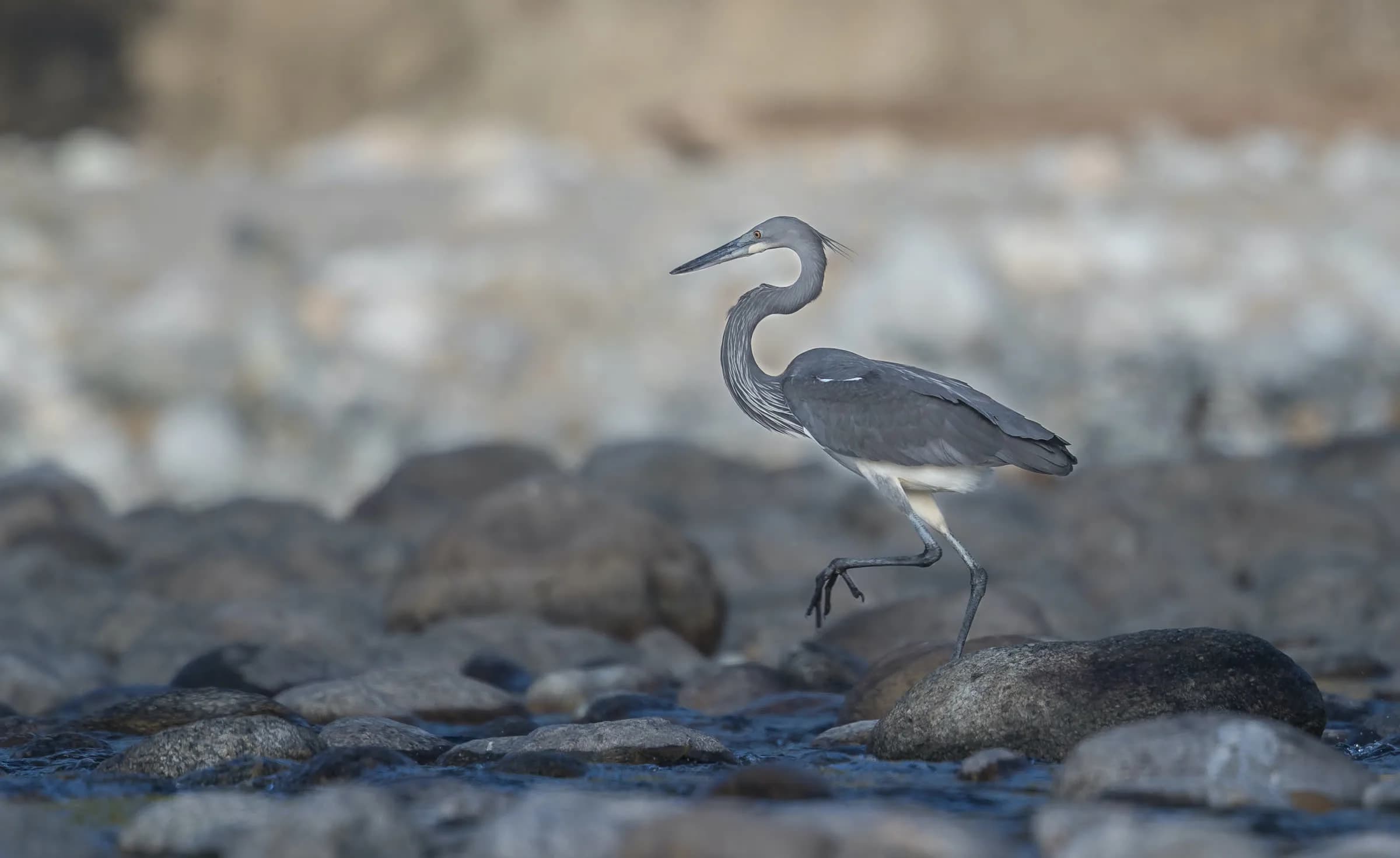 Birdwatching Tour Itineraries Hero Image