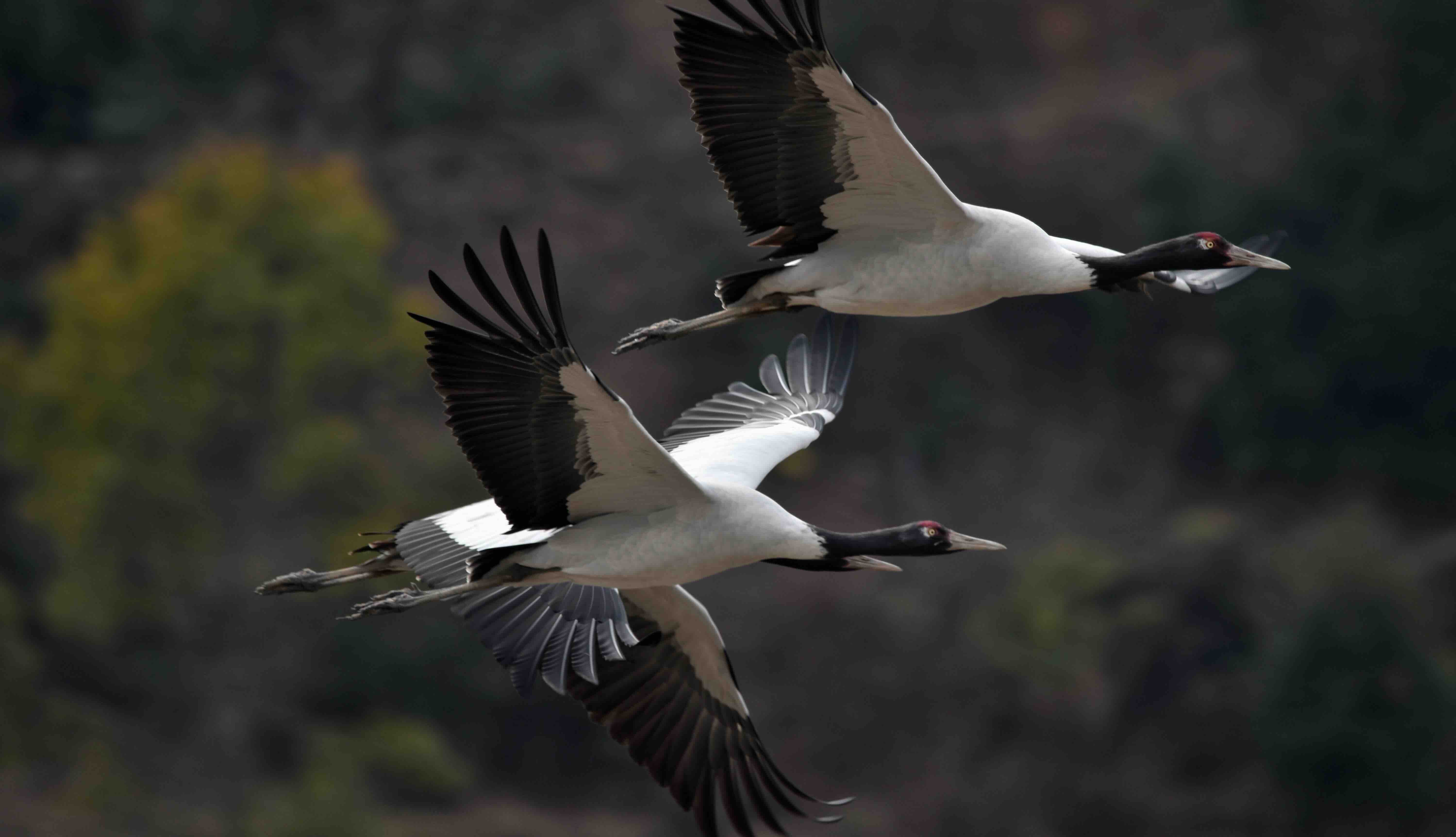 Wildlife in Bhutan